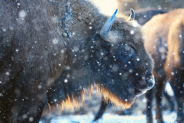 Uro bisonte en la naturaleza / temporada de invierno, bisontes en un campo nevado, un gran toro bufalo