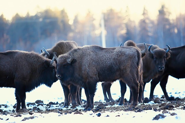 Uro bisonte en la naturaleza / temporada de invierno, bisontes en un campo nevado, un gran toro bufalo