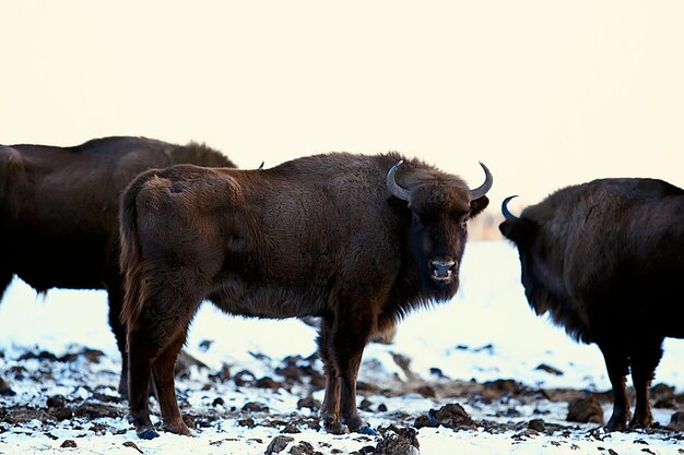 Foto uro bisonte en la naturaleza / temporada de invierno, bisontes en un campo nevado, un gran toro bufalo