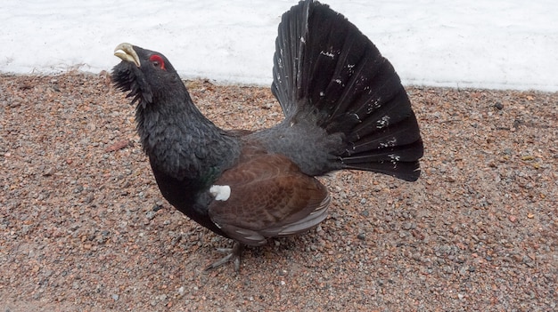 Foto el urogallo, tetrao urogallus macho en el coche en el bosque del norte de europa