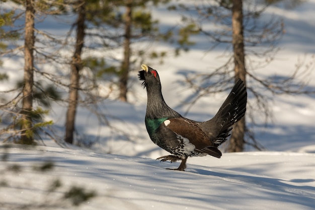 Urogallus en la nieve