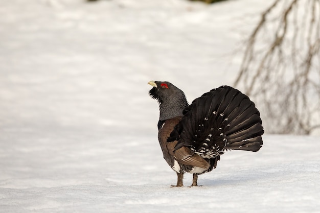 Foto urogallus en la nieve