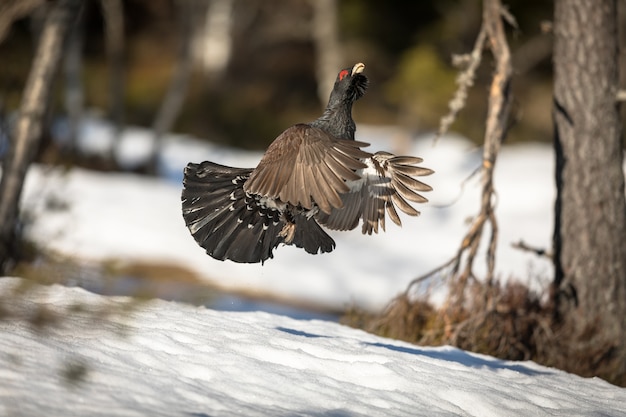 Urogalo macho pulando na neve