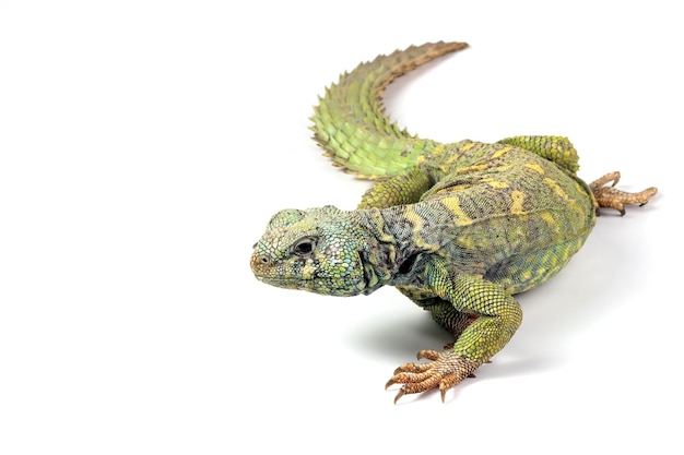 Uromastyx ornata closeup em fundo isolado, Uromastyx ornata lizard closeup