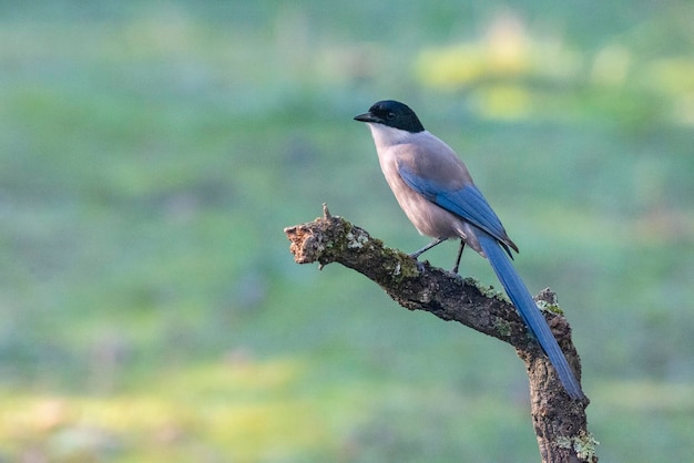 Urraca de alas azules (Cyanopica cyanus) Córdoba, España