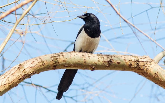 una urraca de cola larga sentada en una rama de árbol