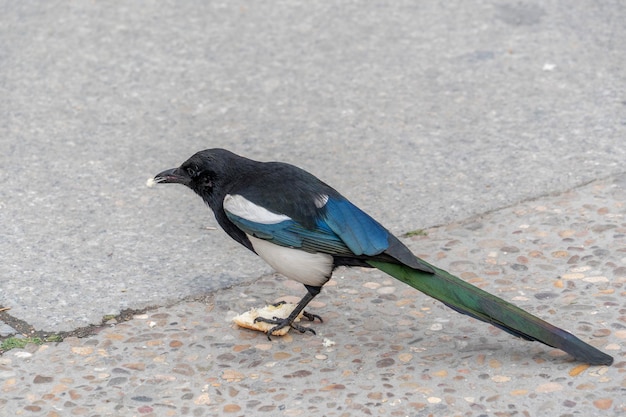 Urraca comiendo pan