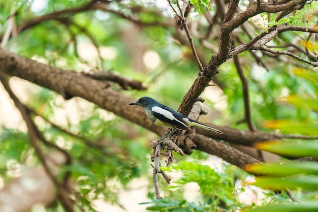 Urraca común encaramada en la rama de un árbol en un jardín tropical
