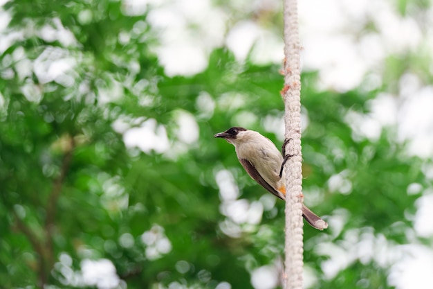 Urraca común encaramada en la rama de un árbol en un jardín tropical