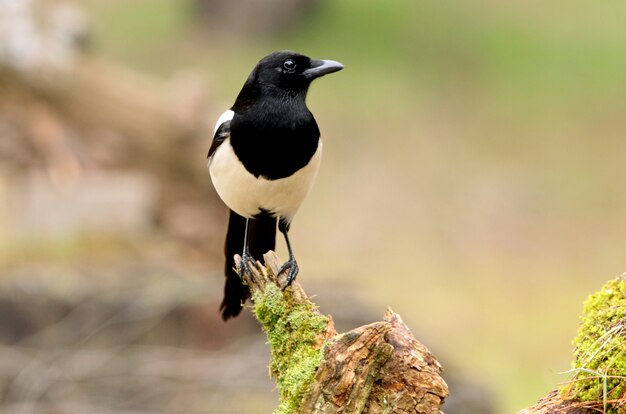 Foto urraca común, pájaros, córvidos, urraca, pica pica, pica