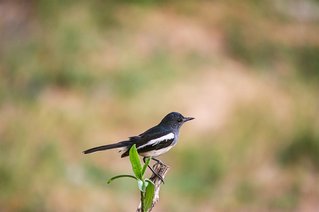 La urraca oriental Robin La hermosa ave,