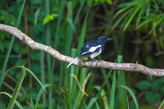 Urraca oriental Robin pájaro posado en un árbol