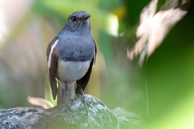 Urraca oriental robin en una roca con luz del sol y fondo verde