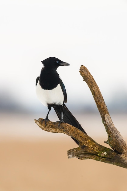 Urraca pájaro en el árbol