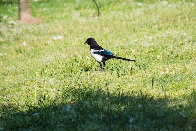 Una urraca de pico negro de pie sobre la hierba corta junto a un camino