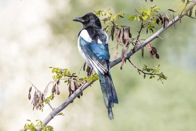 Foto una urraca sentada en un árbol de acacia