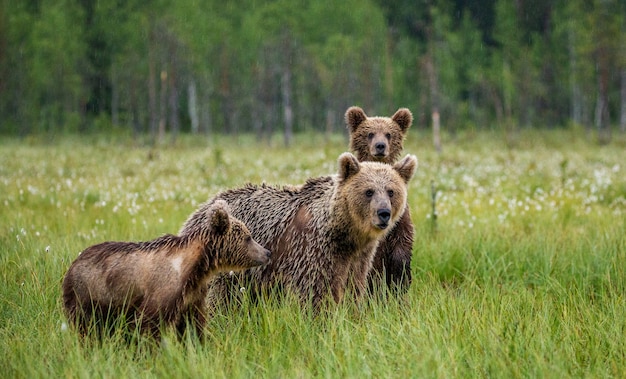 Ursa com filhote em uma clareira na floresta cercada por flores brancas