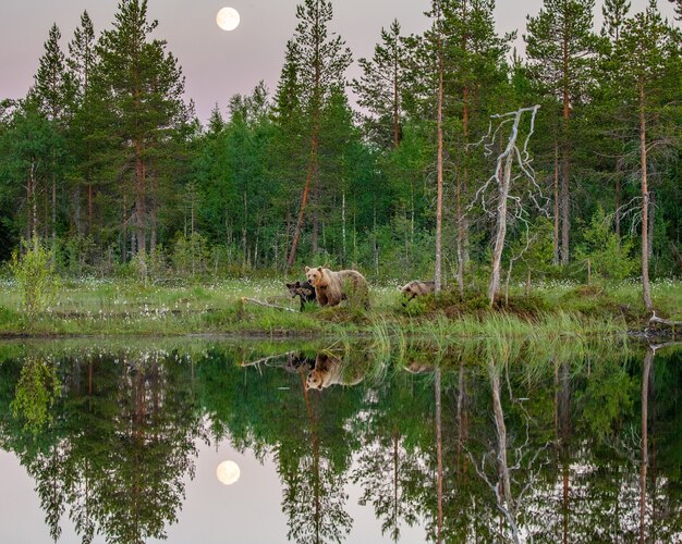 Ursa com filhotes caminha à beira de um lago na floresta com um reflexo impressionante