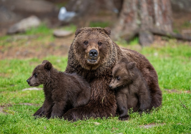 Ursa com filhotes em uma clareira na floresta