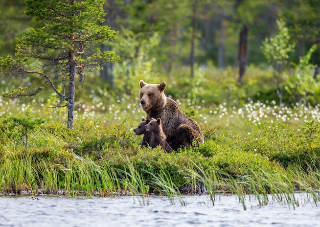 Ursa com filhotes na margem de um lago da floresta