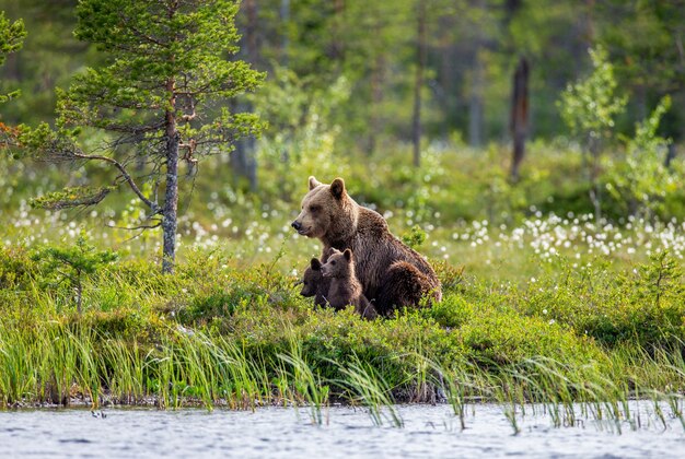 Ursa com filhotes na margem de um lago da floresta