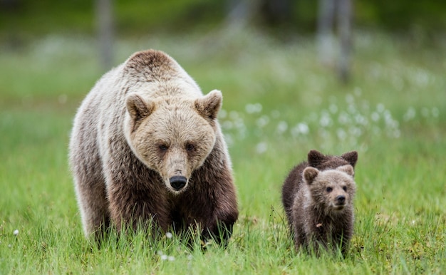 Ursa com um filhote em uma clareira entre as flores brancas da floresta