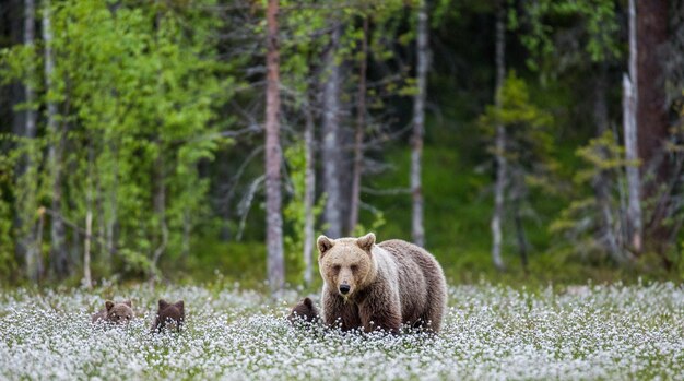 Ursa com um filhote em uma clareira entre as flores brancas da floresta