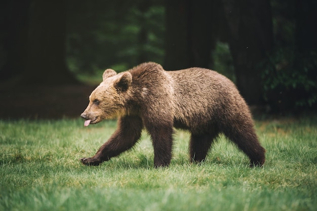 Urso a caminhar no campo