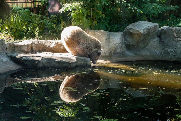 Urso Branco no lago olhe para o seu reflexo