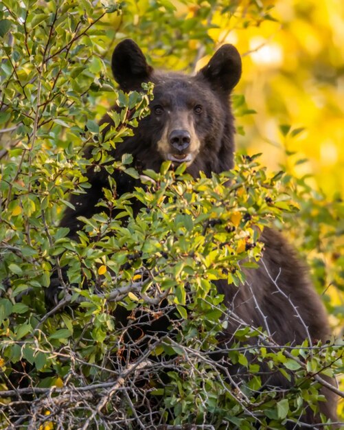 Foto urso castanho negro urso-cinzento animais selvagens perigosos