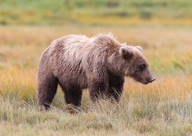 Urso castanho no campo