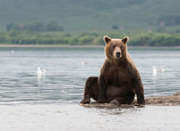 Urso castanho