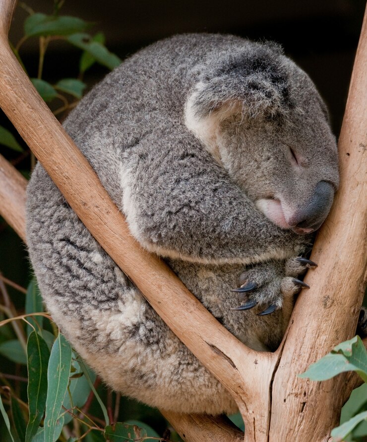 Foto urso coala dormindo na árvore. nova gales do sul, austrália.