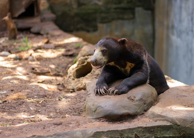 Urso de mel sentado na atmosfera da floresta