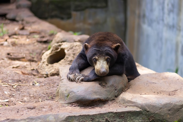 Urso de mel sentado na atmosfera da floresta