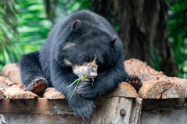 Urso de óculos Tremarctos ornatus em foco seletivo e desfoque de profundidade