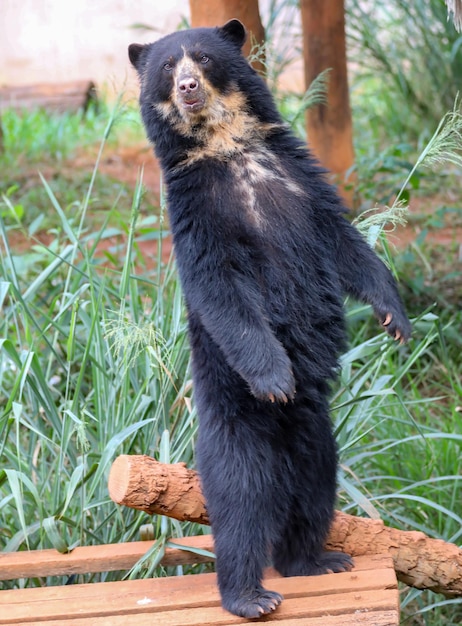 Urso de óculos Tremarctos ornatus em foco seletivo e desfoque de profundidade