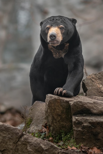 Foto urso do sol