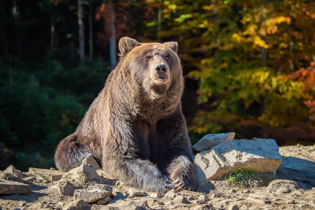 Urso grande (Ursus arctos) na floresta de outono