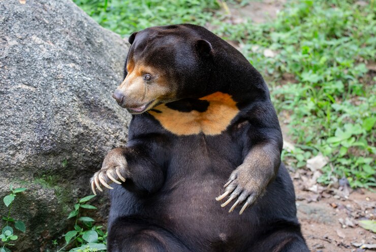 Foto urso malaio do sol