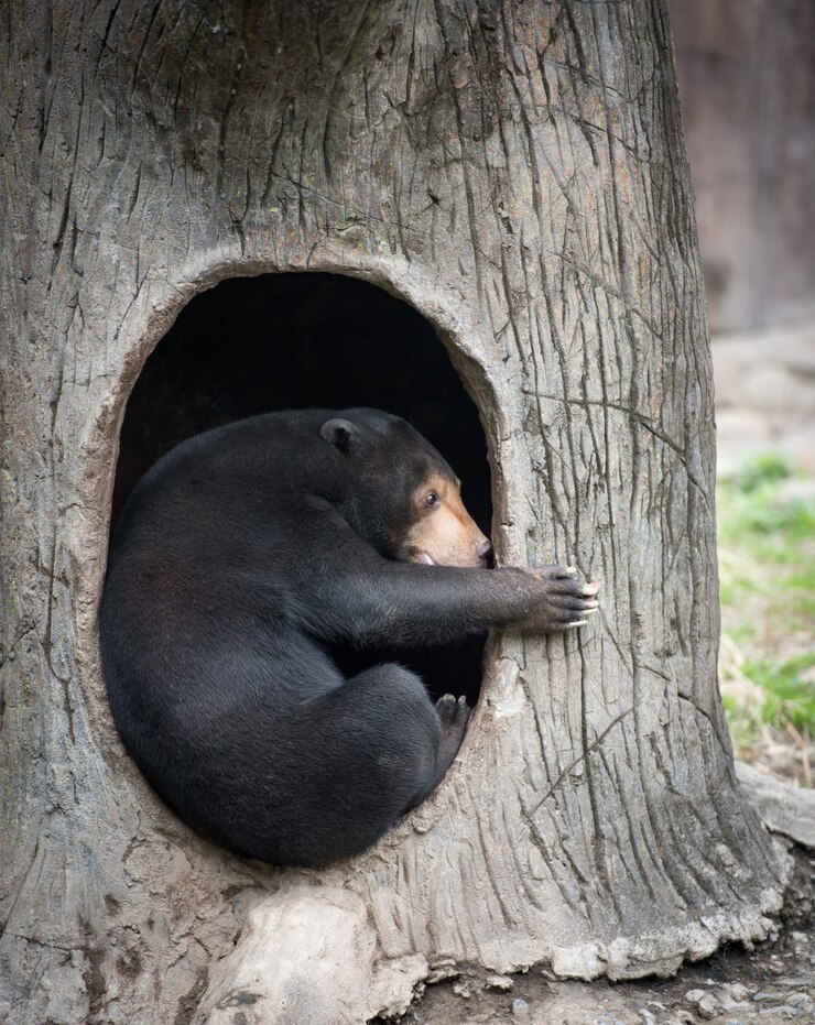 Foto urso malaio em seu covil