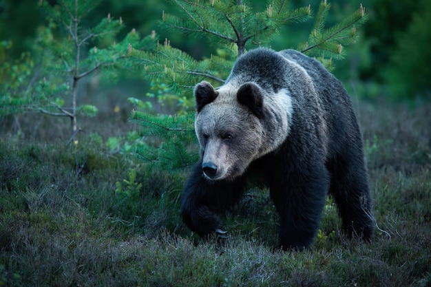 Urso marrom andando na floresta na noite escura de verão