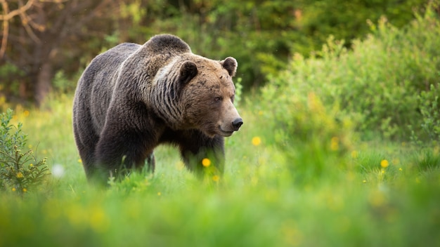 Urso marrom andando na grama verde e olhando de lado na natureza