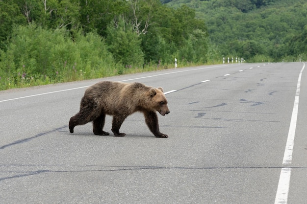 Urso marrom com fome caminha ao longo de uma estrada de asfalto