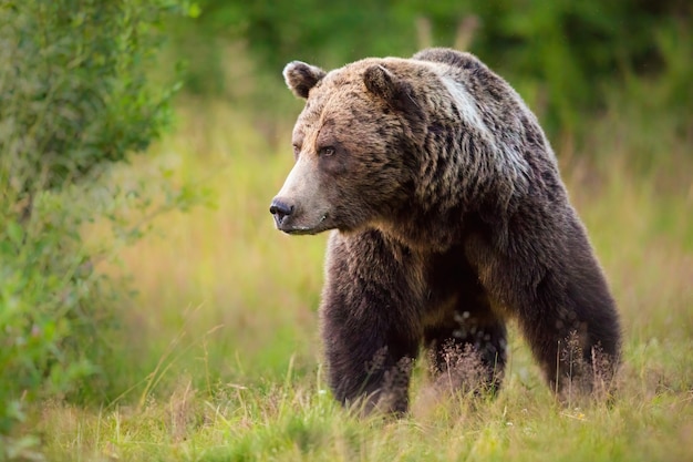 Urso marrom grande andando em seu território no verão