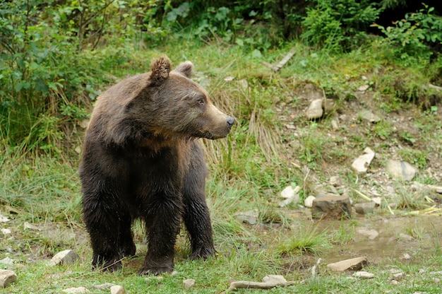 Urso marrom grande na floresta no verão