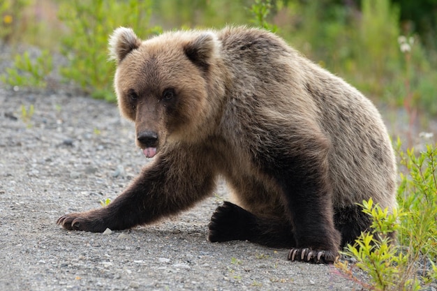 Urso marrom selvagem sentado em pedras com a língua de fora olhando para a câmera com olhos famintos