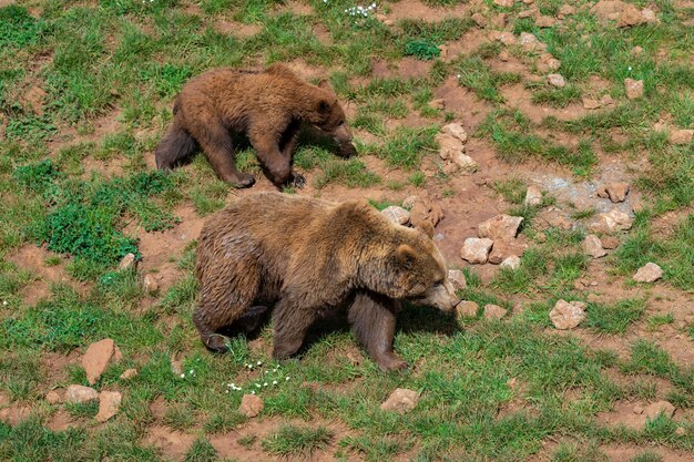 Foto urso marrom.