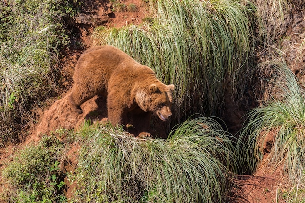 Urso marrom