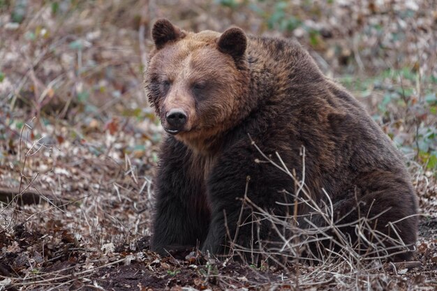 urso marrom